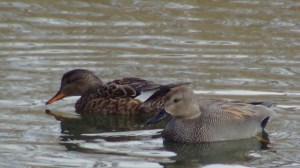 Male and female Gadwall