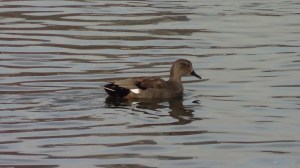 male Gadwall