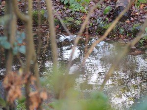 Flooding near the Tarn