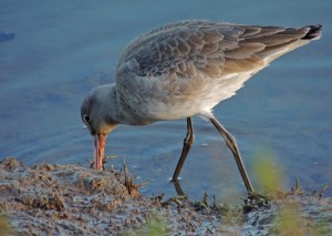 Black-Tailed Godwit