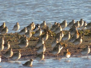 Golden Plover