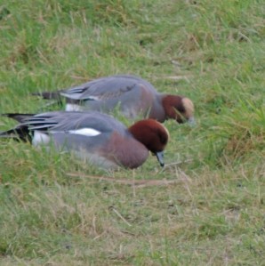 Wigeon