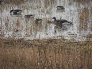 Greylag Geese