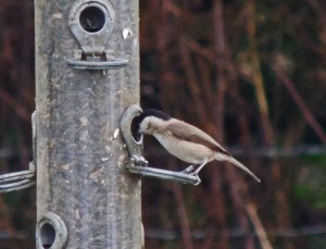 Marsh Tit at Feeder Station