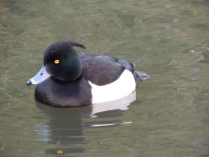 Tufted Duck