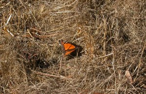 DSCN1584a