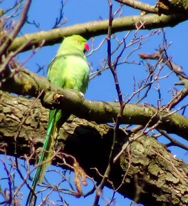 Ring-necked Parakeet