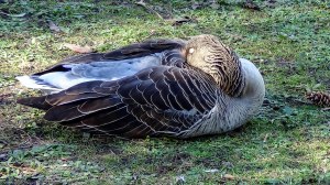 Greylag goose, apparently asleep. In fact it was keeping its eye firmly on me as I went past