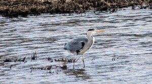 Grey Heron