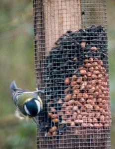 Great Tit