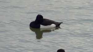 Tufted Duck