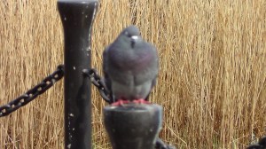 Common Pigeon