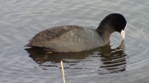 Coot