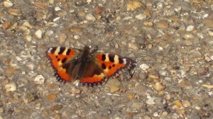 Small Tortoiseshell (photographed locally a couple of weeks earlier)