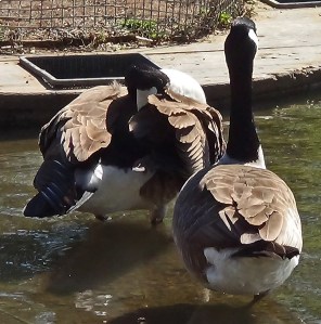 Canada Geese
