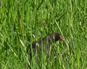 Moorhen