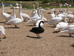 Occasionally an escaped swan finds it way to the swannery, in this case a Black swan escaped from a wildfowl collection.