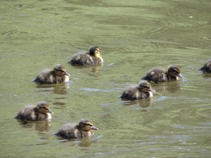 Mallard Ducklings