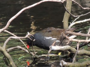 Moorhen