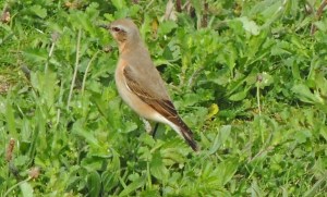 Female Wheatear (Greenland race) 