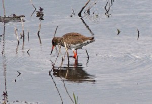 Redshank
