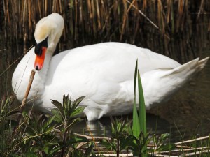 Mute Swan