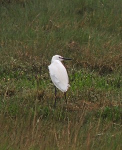 Little Egret