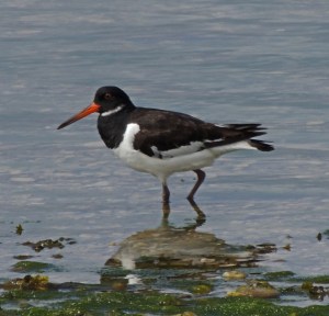 Oystercatcher