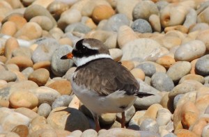 Ringed Plover