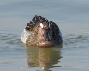Garganey