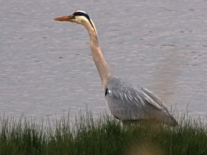 Grey Heron
