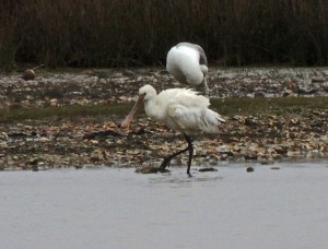 Spoonbill
