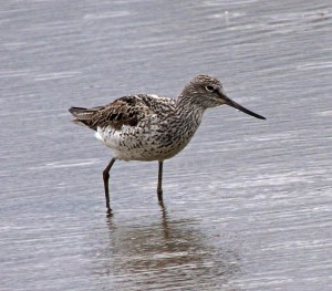 Greenshank