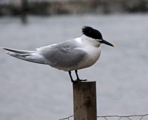 Sandwich Tern