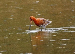 Black-Tailed Godwit