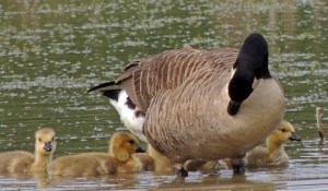 Canada Goose and Young