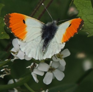 Orange Tip