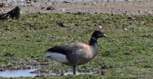 Brent Goose