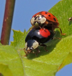 Harlequin Ladybirds