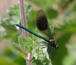 Male Banded Demoiselle