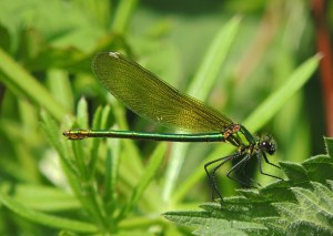 Female Banded Demiselle