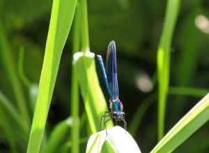 Male Banded Demoiselle