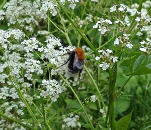 Tree Bumblebee