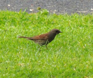 Dunnock