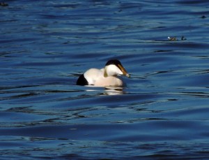 Male Eider