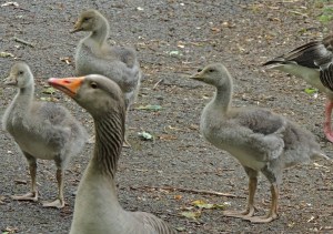 Greylag Goose and Young