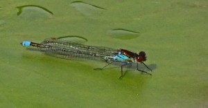 Red-Eyed Damselfly