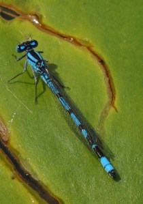 Azure Damselfly