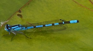 Common Blue Damselfly