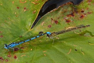 Common Blue Damselfly